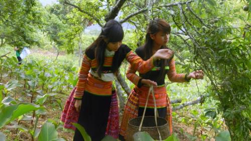 Lý thú du lịch Mộc Châu ngày hè