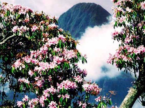 Hoa đỗ quyên trên đỉnh Fanxipan