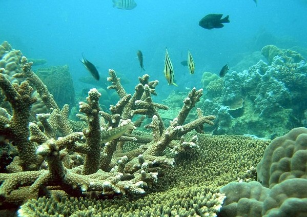 Lặn biển Côn Đảo