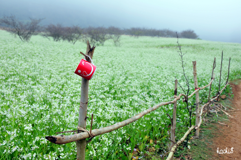 Hoa cải trắng Mộc Châu