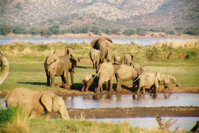 Công viên Quốc gia Pilanesberg