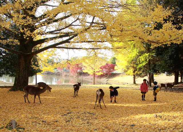 Công viên Nara Deer