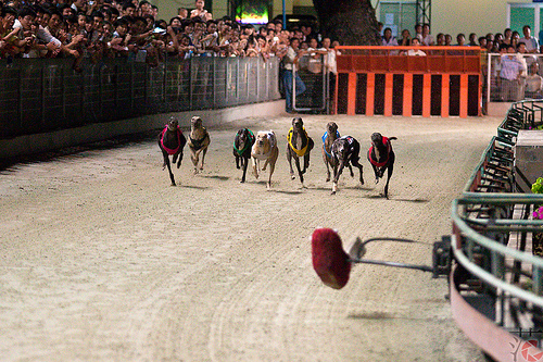 Đua chó Vũng Tàu