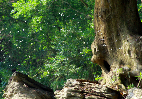 Du lịch hồ Ba Bể