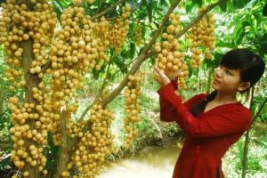 Du lịch Đồng Bằng Sông Cửu Long: Sài Gòn - Long An - Sài Gòn